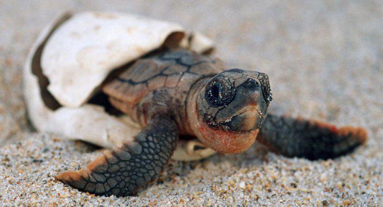 Jak długo żółwie pozostają w ciąży?