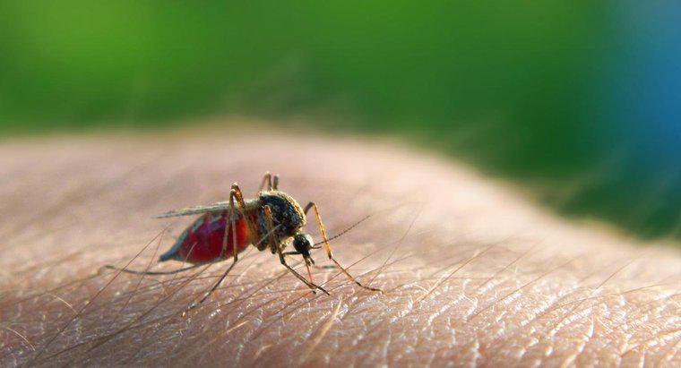 W jaki sposób przekazywana jest malaria?