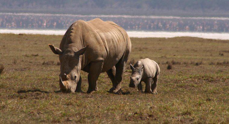 Co nazywa się dziecko nosorożca?