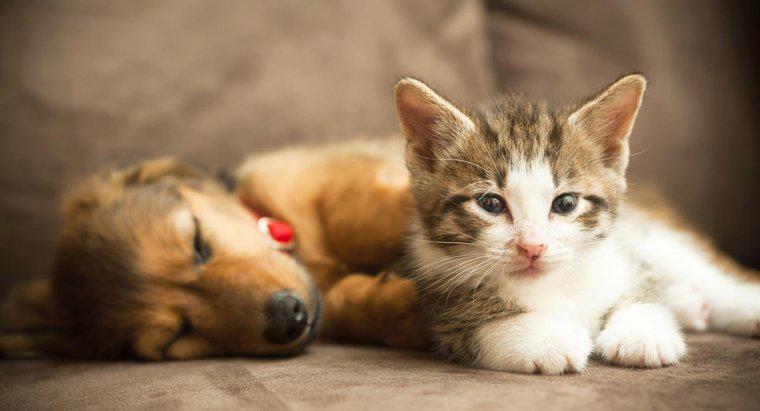 Jakie są pewne podobieństwa między kotami i psami?
