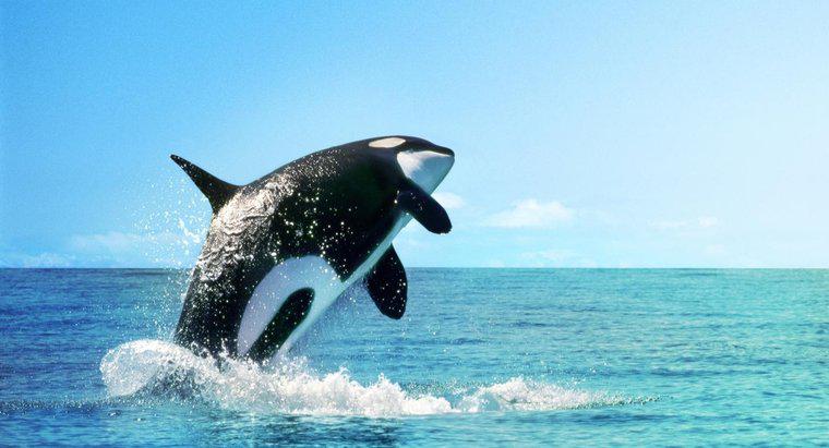 Gdzie żyją zabójcze wieloryby?