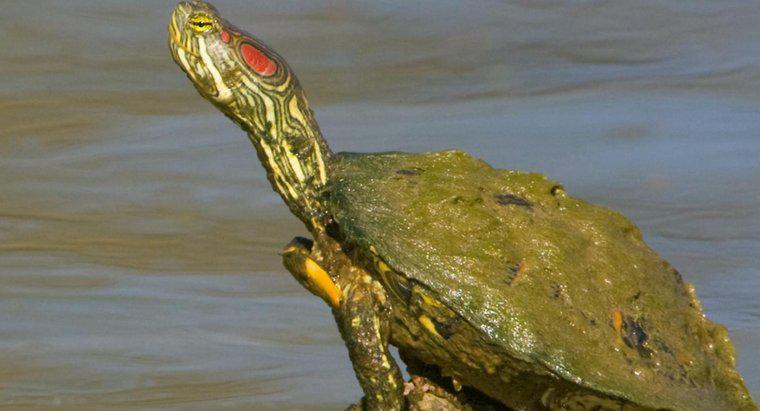Jak sobie radzisz z Southern Painted Turtle?