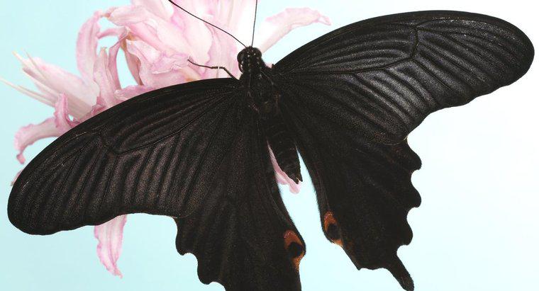 Co symbolizuje czarny motyl?
