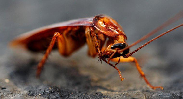 Czy karaluchy odczuwają ból, jeśli je zabijasz?