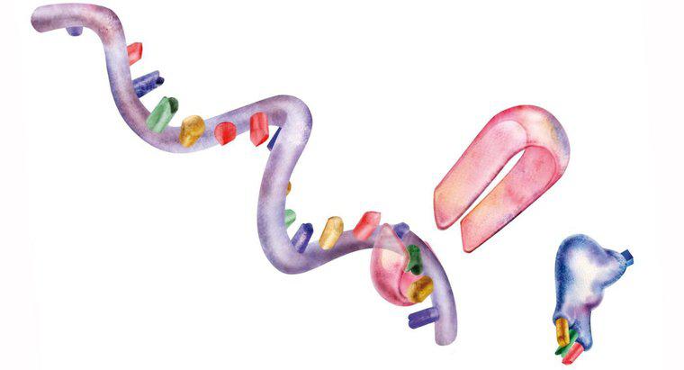 Jakie są trzy organelle zaangażowane w syntezę białek?