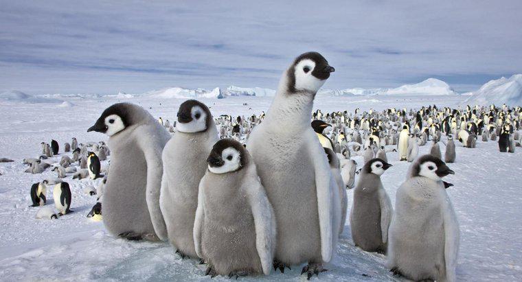 Jakie zwierzęta żyją na biegunie południowym?