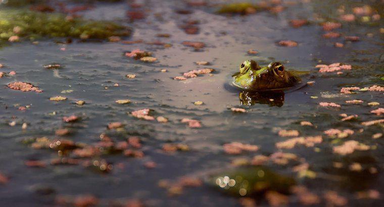 Dlaczego Francuzi nazywają się "żabami?"