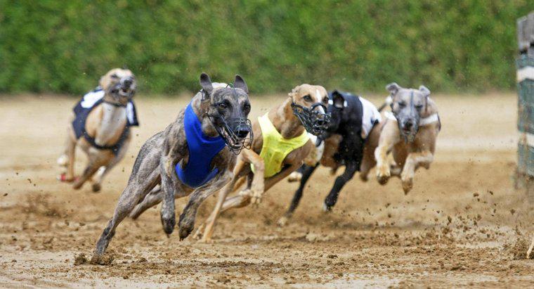 Jak szybko działają greyhounds?