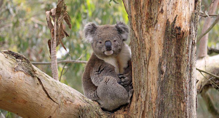 Gdzie Do Koalas Live?