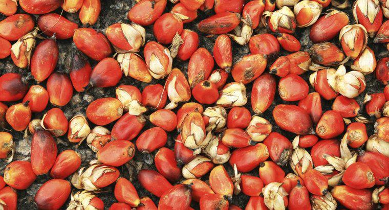 Jakie są zalety czerwonego oleju palmowego?