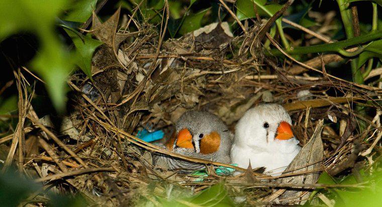 Dlaczego ptaki budują gniazda?