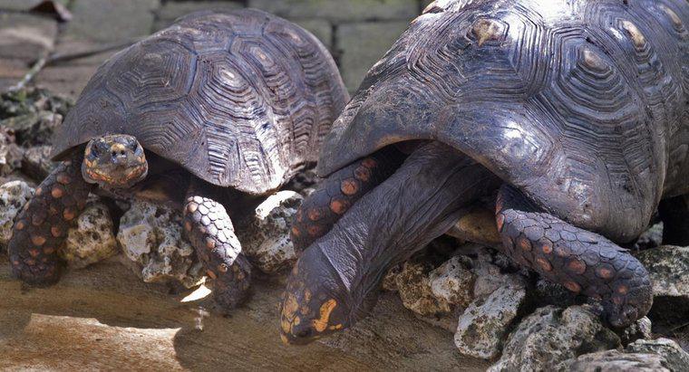 Jak nazywa się grupę żółwi?