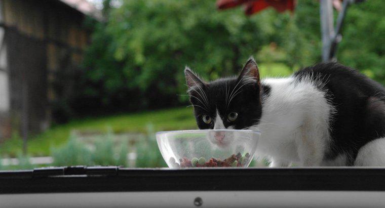 Kiedy mój kot może zacząć jeść jedzenie dla dorosłych?