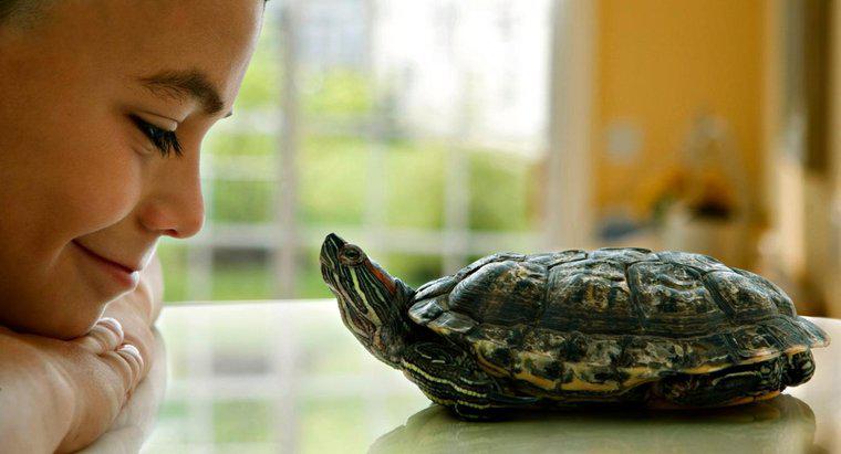 Jak długo żyją żółwie domowe?