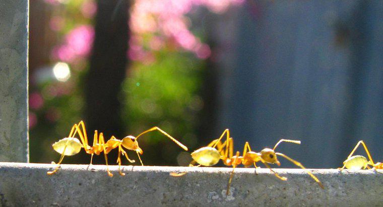 Ile mrówek ważysz?