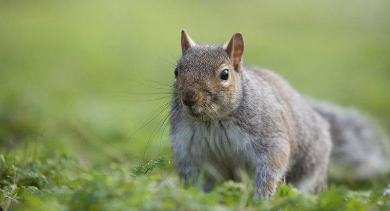 Jak trzymać wiewiórki z poddasza?