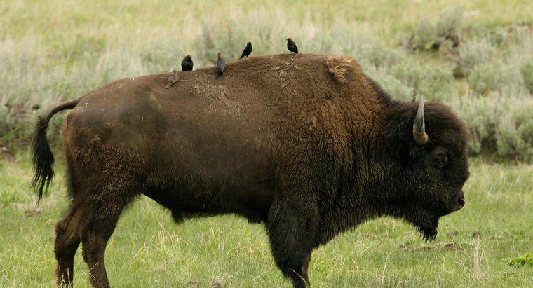 Czym jest symbioza między kowbojem a bizonem?