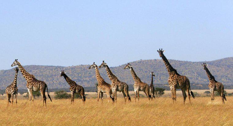 Jak nazwać grupę żyraf?
