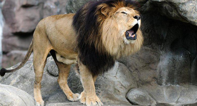 Kto wygra w Ligera a walka na lwa?