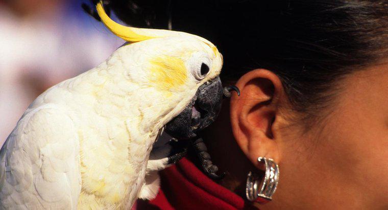 Jak rozmawiają papugi?