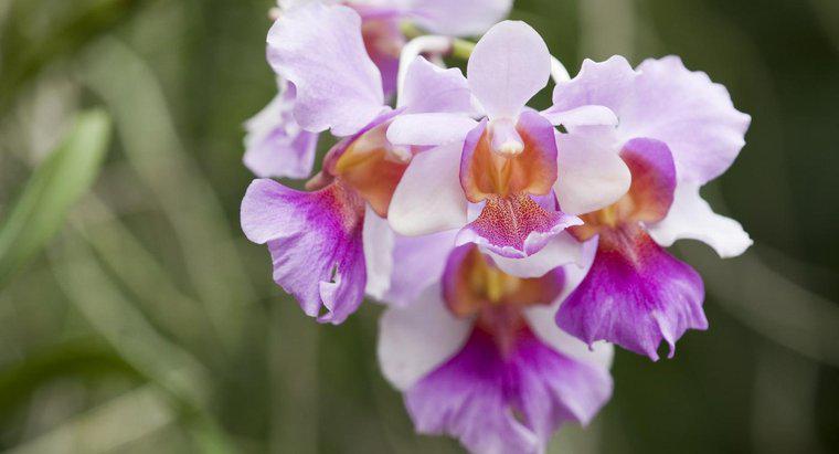 Jakie jest znaczenie orchidei?