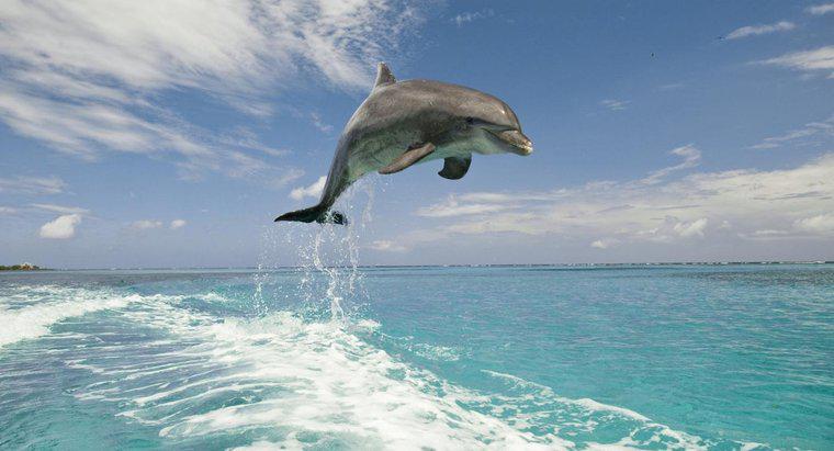 Co robi Climates Do Dolphins?