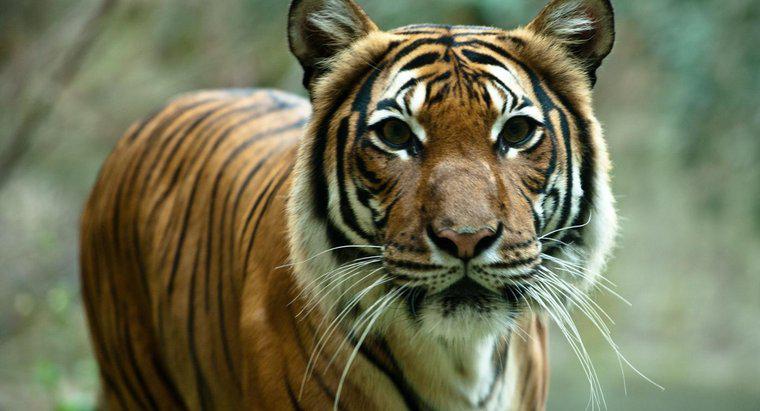 Dlaczego tygrysy są zagrożone wyginięciem?