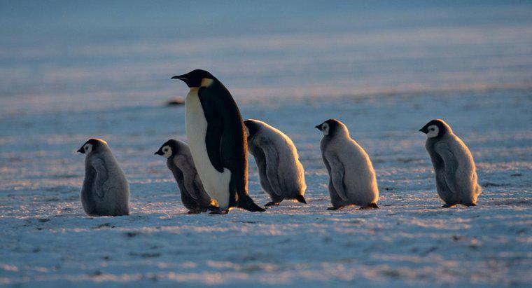 Co nazywa się pingwinem matki?