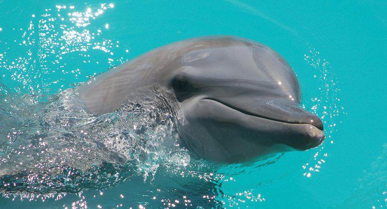 Jak długo robią delfiny na żywo?