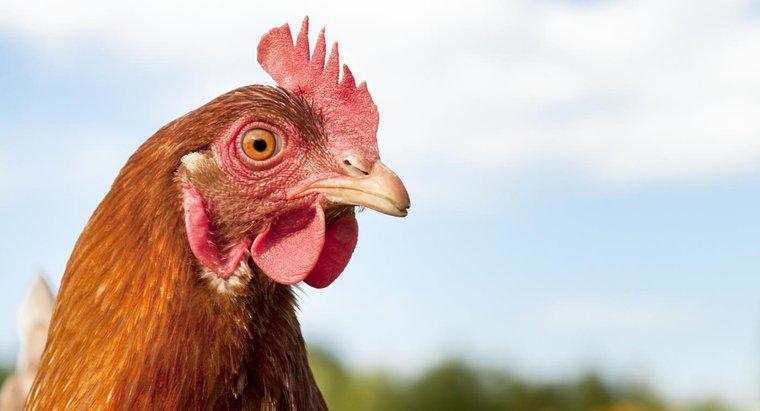 Czy możesz zahipnotyzować kurczaka?