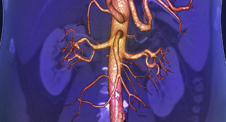 Co jest największym naczyniem krwionośnym w ludzkim ciele?