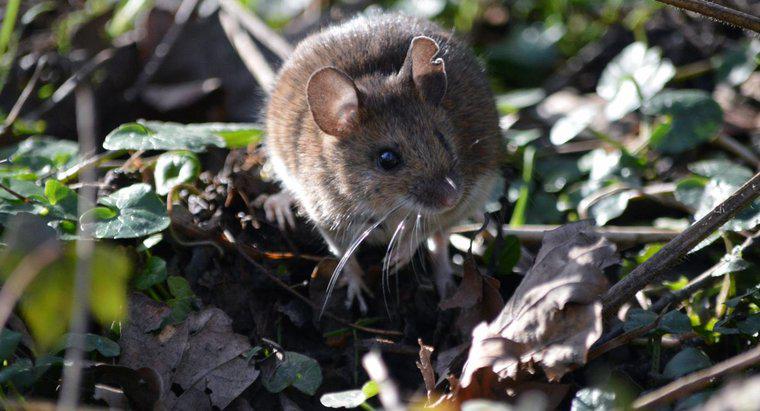 Co robią myszy polne?