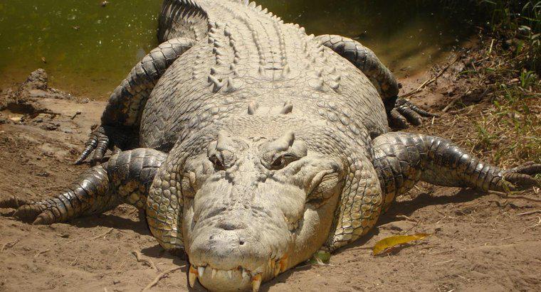 Jakie są cechy krokodyla?
