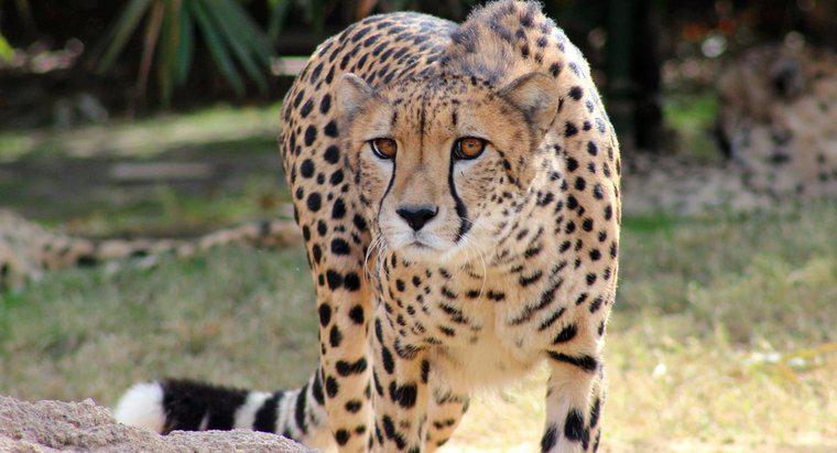 Co się stanie, jeśli gepard straci przytomność?