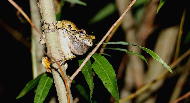 Dlaczego żaby skrzeczą w nocy?