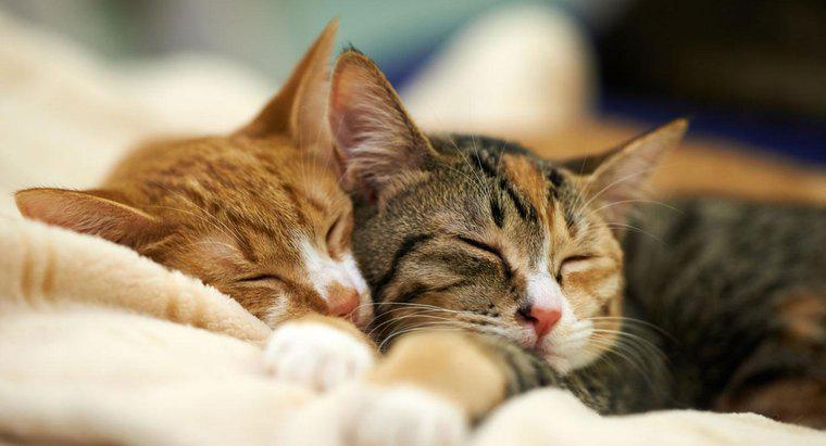 Jaki procent ich dnia spędzają śpiąc koty?
