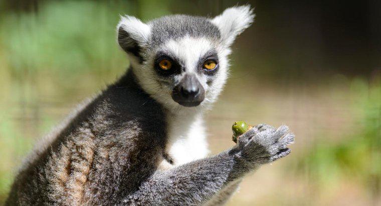 Co lemury jedzą?