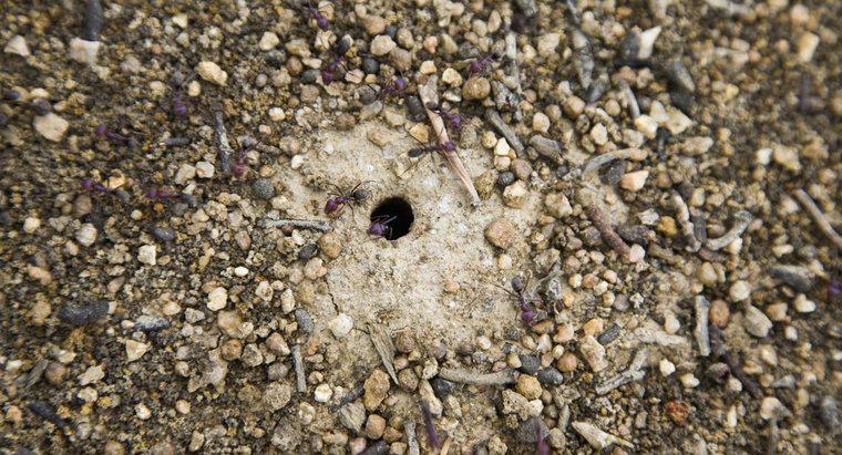 Gdzie działają mrówki?