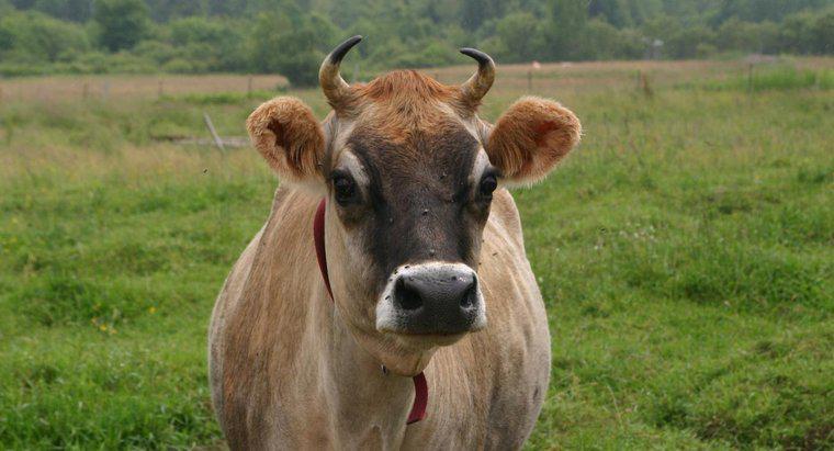 Co nazywa się Castred Bull?