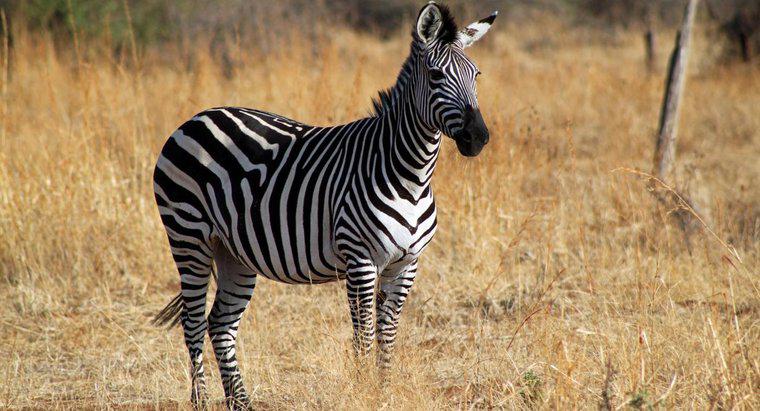 Jaki dźwięk robi Zebra?