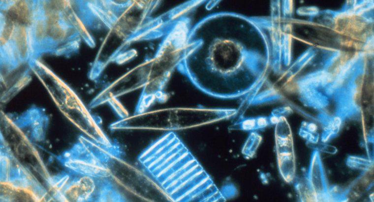 W jaki sposób porównuje się diatomy i dinoflagellates?