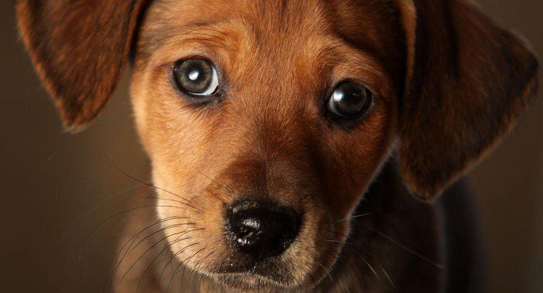 Jakie są objawy zastoinowej niewydolności serca u psów?