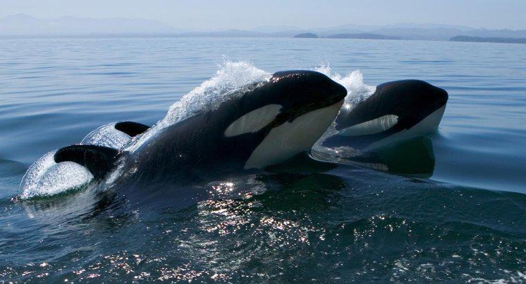 Co to jest nisza wielorybów zabójców?