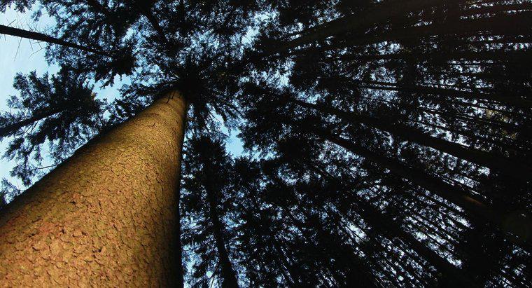 Jak można uratować umierającego drzewa świerkowego?