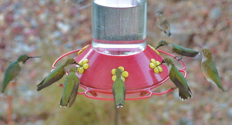 Jak zrobić nektar z kolibra?