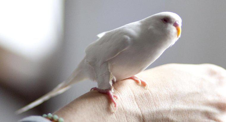 Co to jest papużka albinos?