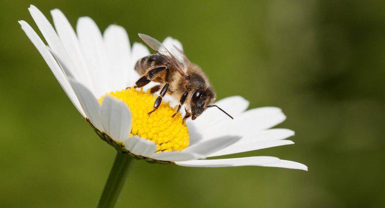 Jak długo żyją pszczoły?