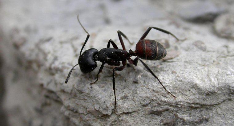Jak wiele nóg mają mrówki?