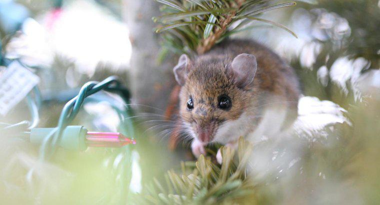 Czy myszy są alergiczne na miętę?