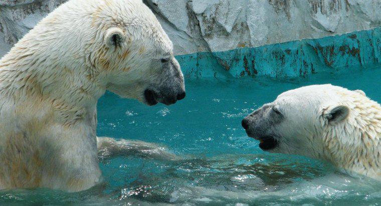 Czy niedźwiedzie polarne żyją na biegunie północnym?